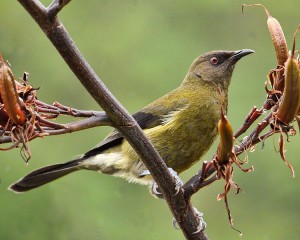 The New Zealand Bellbird (Anthornis melanura) provides the interval signal for RNZI (Photo: Wikimedia Commons)