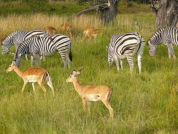 Zebras mingle with other animals at Chobe National Park, Botswana.