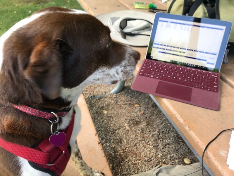 Hazel the dog staring at my portable logging computer.